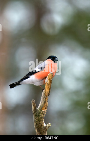 La Finlande, Ruhtinansalmi, près de Suomussalmi, Wildlife Centre Martinselkonen Erakeskus. Colvert. Pyrrhula pyrrhula. Banque D'Images