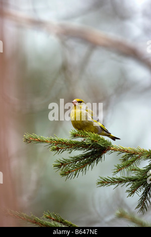 La Finlande, Ruhtinansalmi, près de Suomussalmi, Wildlife Centre Martinselkonen Erakeskus. Verdier. Chloris chloris. Banque D'Images