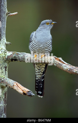 La Finlande, Kuikka Lake, près de Kuhmo. (Cuculus canorus Common Cuckoo). Banque D'Images