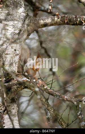 La Finlande, Ruhtinansalmi, près de Suomussalmi, Wildlife Centre Martinselkonen Erakeskus. Eurasian écureuil roux. Sciurus vulgaris. Banque D'Images