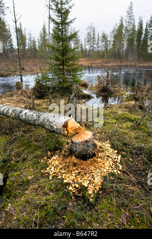La Finlande, Kuikka Lake, près de Kuhmo. Ultima taïga. Centre de tourisme et de la faune, le tronc mangés par castor européen (Castor fiber) Banque D'Images