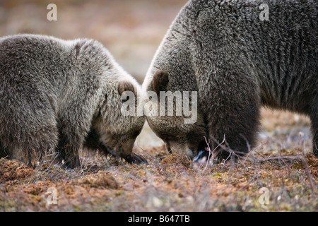 La Finlande, Ruhtinansalmi, près de Suomussalmi, l'ours brun. Ursus arctos. Mère et son petit. Banque D'Images
