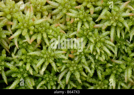 Papilleux bog moss Sphagnum papillosum dans les terrains boisés ouverts UK Banque D'Images