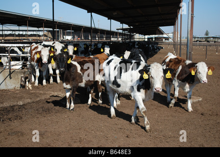 Ces ans les vaches laitières sont un moyen d'Holstien 3 Croix rouge suédoise et vaches montbéliardes exclusivement Banque D'Images