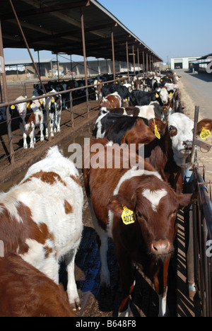 Ces ans les vaches laitières sont un moyen d'Holstien 3 Croix rouge suédoise et vaches montbéliardes exclusivement Banque D'Images