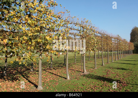 Tilia Euchlora Tilleul du Caucase nom commun au début de l'automne en lignes étêtés à des fins décoratives Banque D'Images