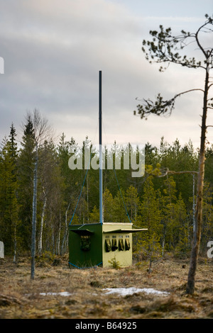La Finlande, Ruhtinansalmi, près de Suomussalmi, Wildlife Centre Martinselkonen Erakeskus. Banque D'Images