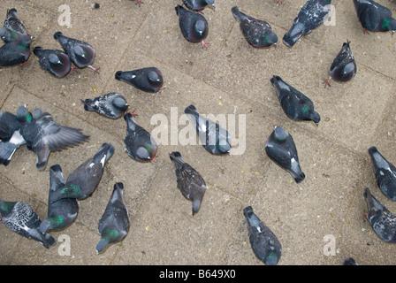 Pigeons sur la Place Saint Marc, la Piazza San Marco Venise Italie Banque D'Images