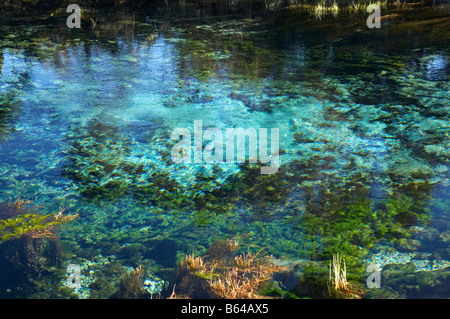 Pupu Springs Te Waikoropupu Springs près de Takaka Golden Bay Nelson Region ile sud Nouvelle Zelande Banque D'Images