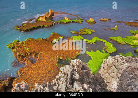 Littoral calcaire Banque D'Images