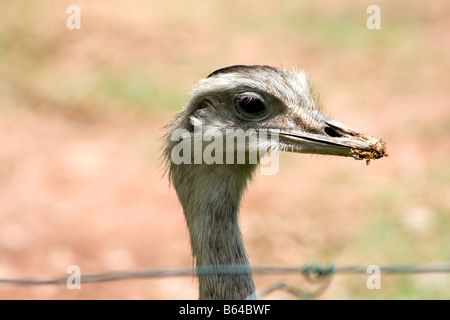 Rhea Americana Banque D'Images