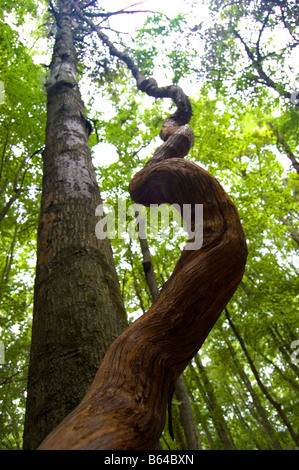 Vine Huntley Meadows Park Fairfax Virginie Alexandria Banque D'Images