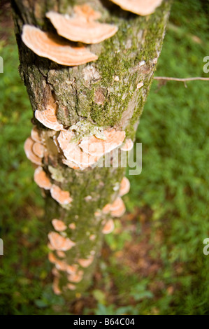 Les champignons du support sur un tronc d'arbre Huntley Meadows Park Alexandria comté de Fairfax en Virginie USA Banque D'Images