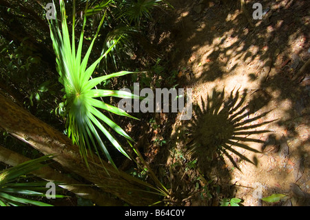 Les palmes du ventilateur sur le Reef Bay St. John USVI Banque D'Images