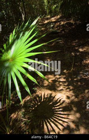 Les palmes du ventilateur sur le Reef Bay St. John USVI Banque D'Images