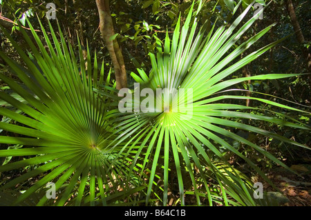 Palmier sur le Reef Bay St. John USVI Banque D'Images