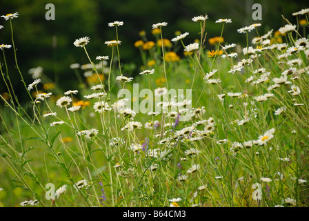 Fleurs sauvages Londonderry Massachusetts Banque D'Images