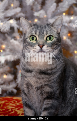 Un American Shorthair cat pose devant un arbre de Noël blanc décoré avec des lumières Banque D'Images