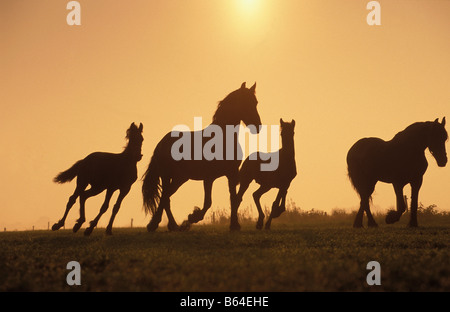 La Hollande, les Pays-Bas, l'Eeserveen. Les chevaux frisons. Banque D'Images