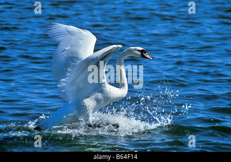 La Hollande, Pays-Bas, Graveland. Mute swan (Cygnus olor). L'atterrissage. Banque D'Images