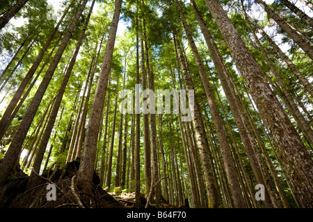 La pruche de l'Ouest Tsuga heterophylla et de sapin gracieux ou de sapin Abies amabilis l'île de Vancouver, Canada Banque D'Images