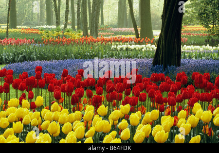 Les Pays-Bas, lisse. Les jardins de fleurs appelé de Keukenhof. Tulipes.