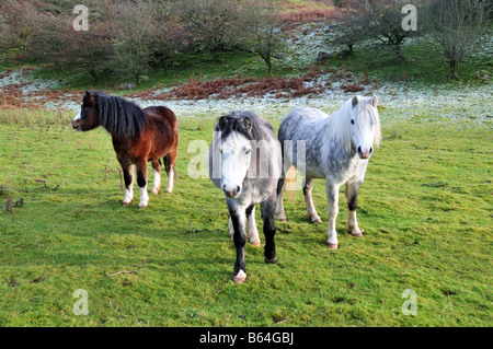 Poneys Welsh Mountain Montagne Noire Carmarthenshire Wales Banque D'Images