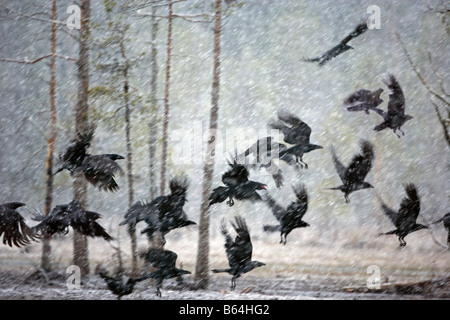La Finlande, Kuikka Lake, près de Kuhmo. Les corbeaux en pleine tempête. Banque D'Images