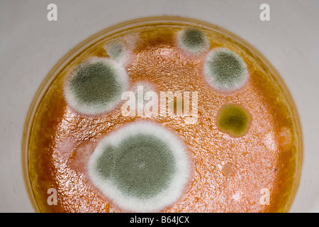 La pénicilline moisissure croissant dans une tasse de café filtré Banque D'Images