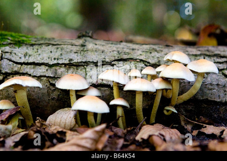 Arbre tombé sur les champignons dans le bois Banque D'Images