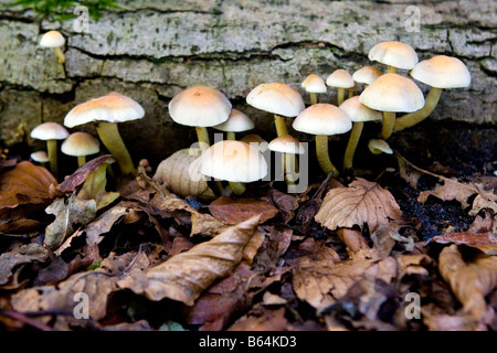 Soufre champignons Tuft sur arbre tombé dans le bois Banque D'Images