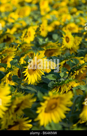 La France, à proximité de Beaune, bourgogne, Champ de tournesols. Banque D'Images