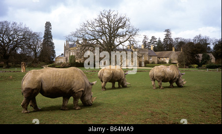 UK Angleterre Oxfordshire Bradwell Grove Chambre Cotswold Wildlife Park trois Rhino dans le boîtier Banque D'Images