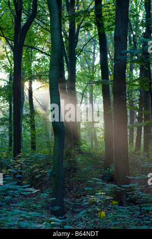 Des arbres du soleil de pénétrer les profondeurs des épaisses forêts Banque D'Images