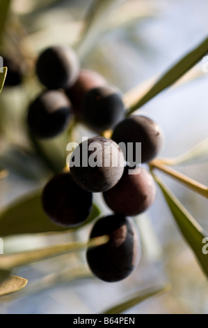 Gros plan au point sélective du mûrissement sur les olives d'un Olivier Banque D'Images