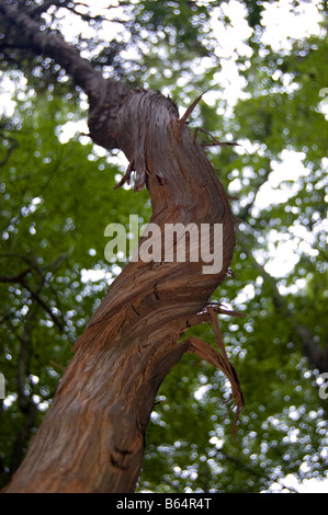 Vine Huntley Meadows Park Fairfax Alexandria VA Banque D'Images