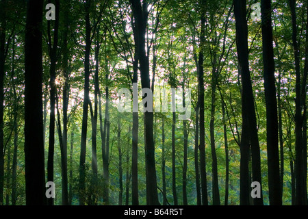 Des arbres du soleil de pénétrer les profondeurs des épaisses forêts Banque D'Images