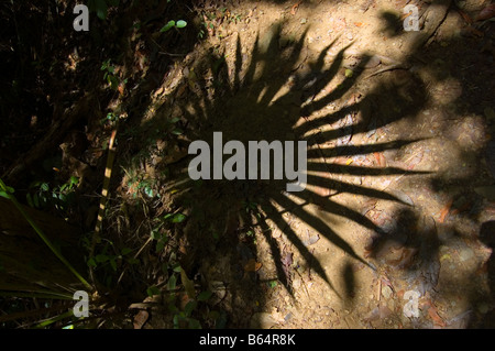 Fan Palm frond shaddow sur le Reef Bay St. John USVI Banque D'Images