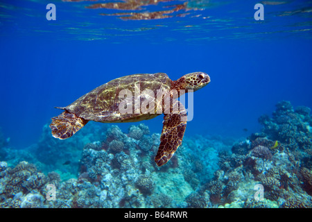 Tortue de mer verte nage dans les eaux au large de Maui, Hawaii. Banque D'Images