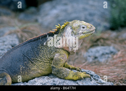 L'iguane terrestre des Galapagos Conolophus subcristatus est une espèce de lézards de la famille Iguanidae, îles Galápagos Banque D'Images