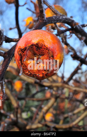 Frosty Néflier Mespilus germanica Fruits de l'arbre Banque D'Images