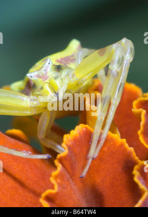 Araignée crabe sur fleur Banque D'Images