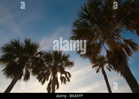 Palm Trees against a blue sky Banque D'Images