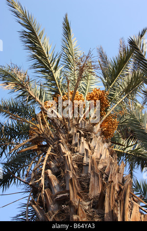 Date Palm tree près de M'hamid dans le désert du Sahara marocain sur la frontière algérienne Banque D'Images