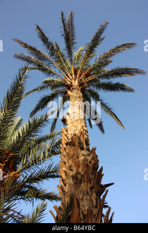 Date Palm tree près de M'hamid dans le désert du Sahara marocain sur la frontière algérienne Banque D'Images