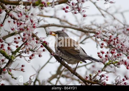 F Turdus Fieldfare sur les baies et de glace Banque D'Images