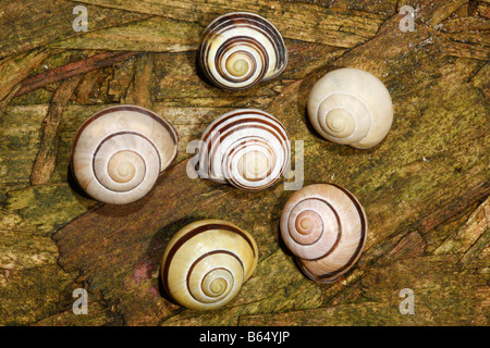 Grove ou escargot escargot Cepaea nemoralis lèvres marron ou Helix nemoralis un escargot dans le centre a ses spirales en marche arrière Banque D'Images