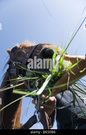 Guerre civile Renactor et son cheval à l'renactment de la bataille de Berryville. Banque D'Images