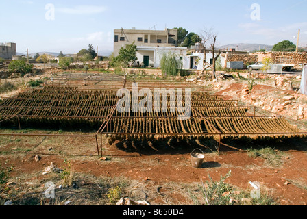 Des feuilles de tabac séchées maison extérieur exposées à Deir el ahmar, village à l'est de la Bekaa au Liban, baalbek Banque D'Images