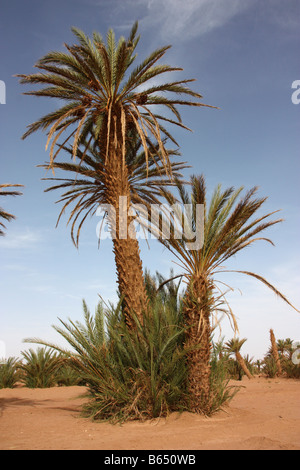 Date Palm tree près de M'hamid dans le désert du Sahara marocain sur la frontière algérienne Banque D'Images